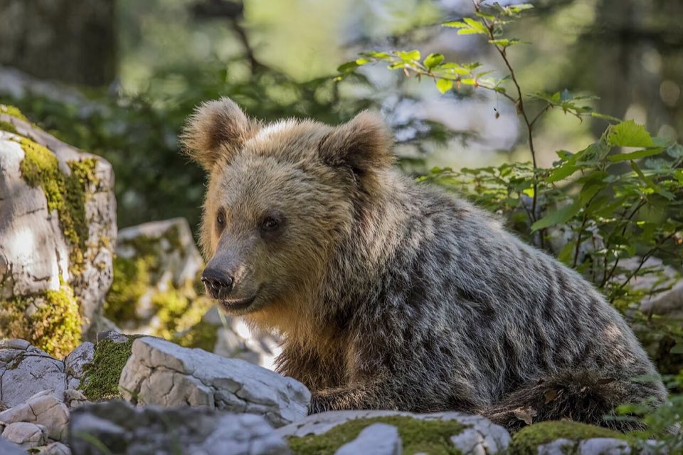 Brown bear in a Slovenian forest