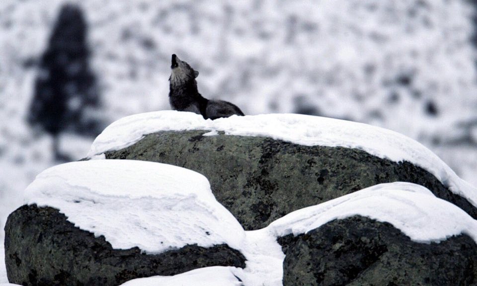 Wild grey wolf howling on a rock