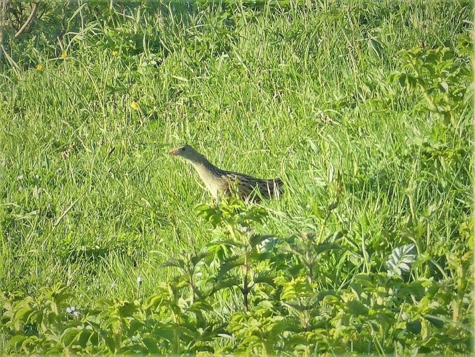 Corncrake in meadow grass