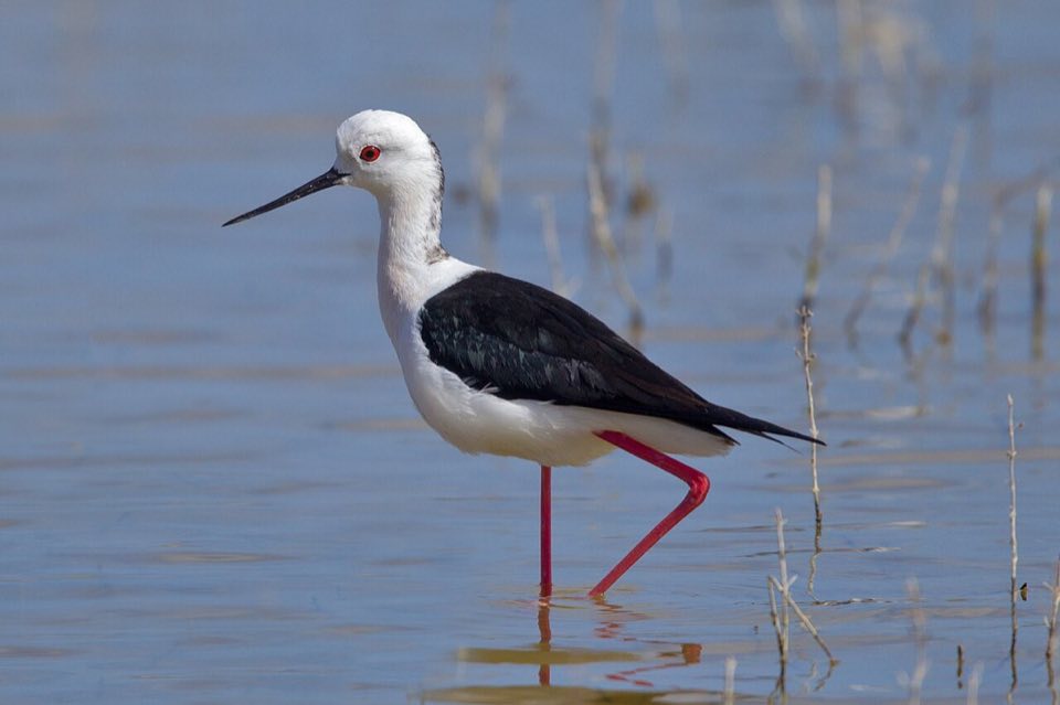 Black-winged stilt wading on its long pink legs