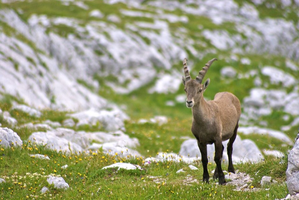 Alpine ibex in the Julian Alps