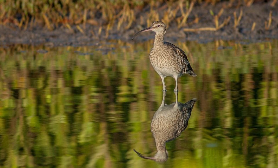 Whimbrel on the West African shore