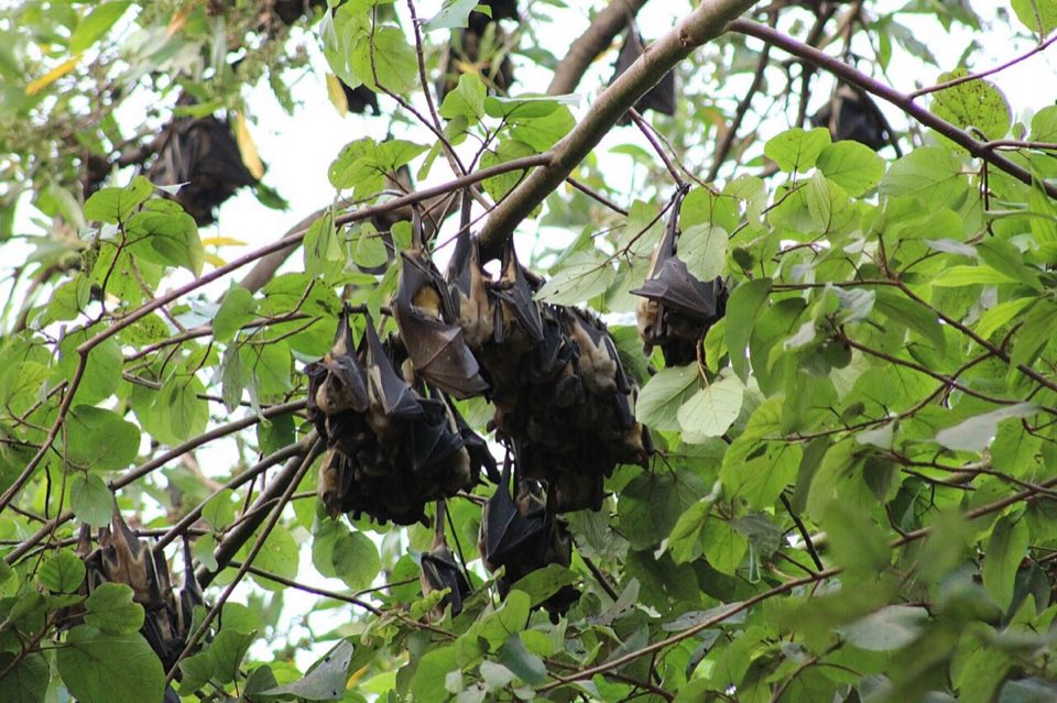 Straw-coloured fruit bats
