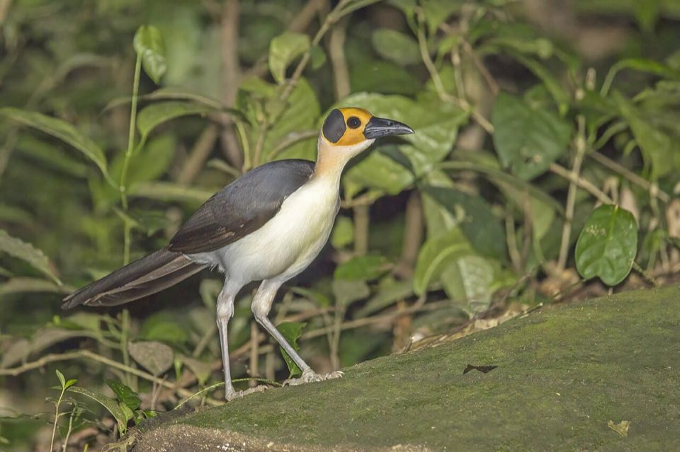 White-necked rockfowl (picathartes) on a forest rock