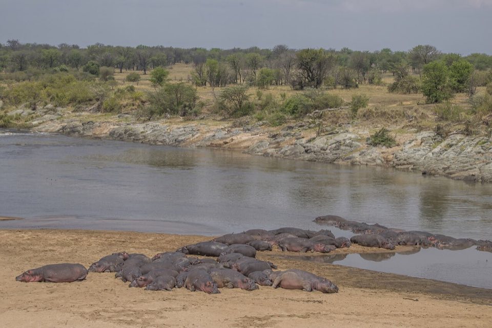 Group of hippos in the water
