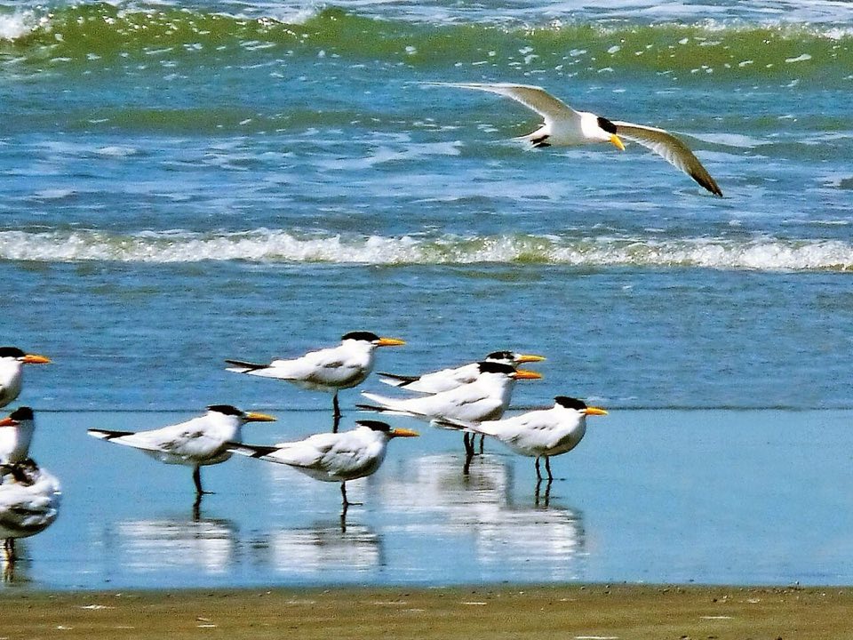 Royal tern on a West African beach