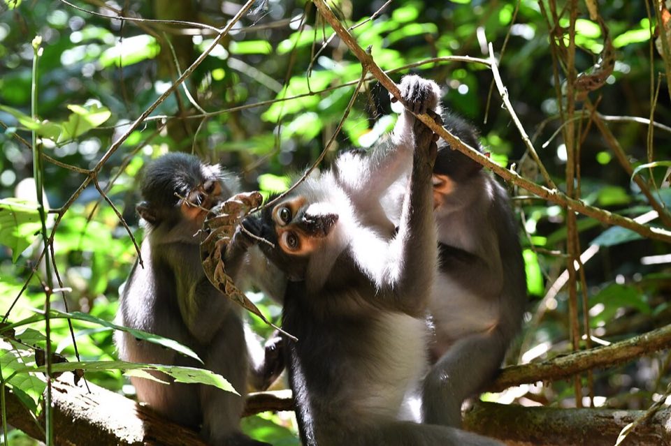 King colobus monkey in the forest canopy