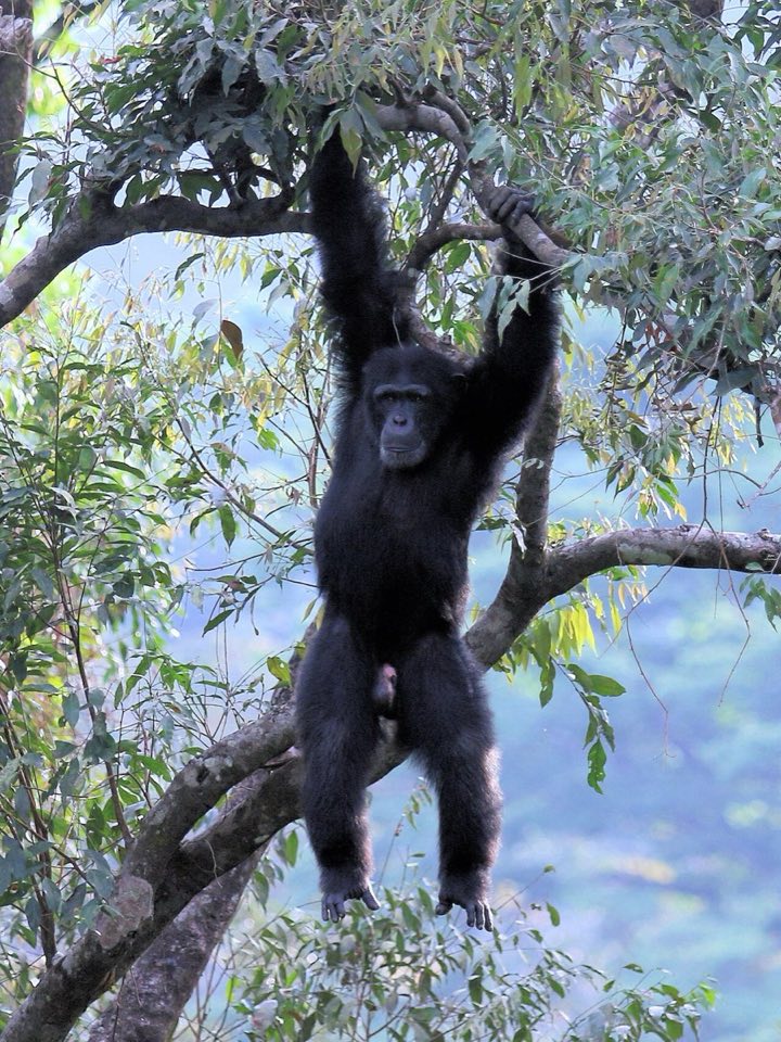 Western chimpanzee in a tree in Sierra Leone