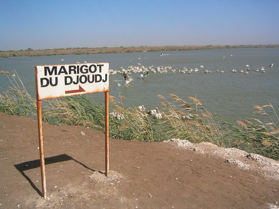 Great white pelicans massed at Djoudj