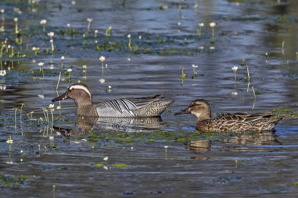 Male and female garganey on the water