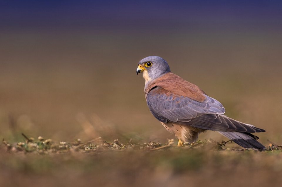Male lesser kestrel perched