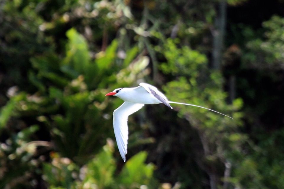 Red-billed tropicbird in flight with its long tail streamers