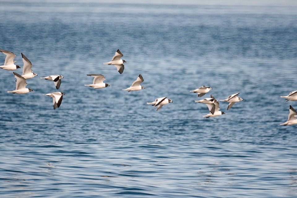 Sabine's gull in flight