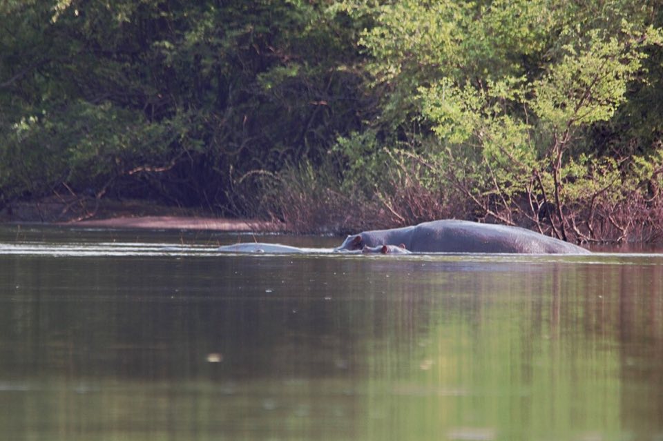 Hippopotamus in a Senegalese river