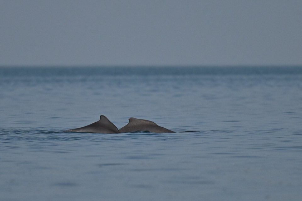 Two Atlantic humpback dolphins surfacing