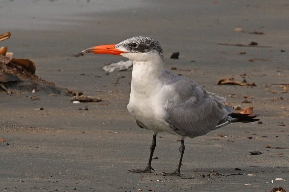 Caspian tern with its big red bill