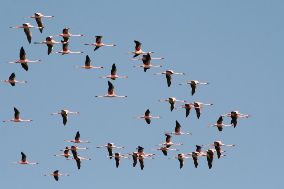 Greater flamingos flying over a Senegalese wetland