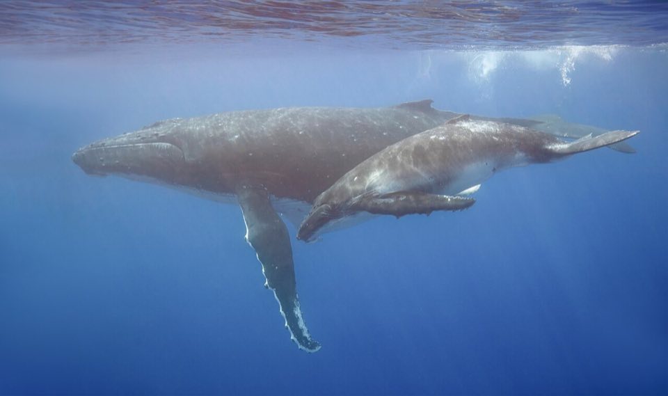 Humpback whale mother and calf underwater