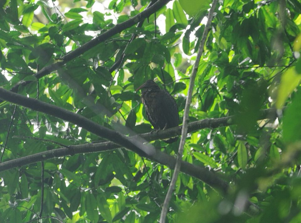 São Tomé ibis on the forest floor