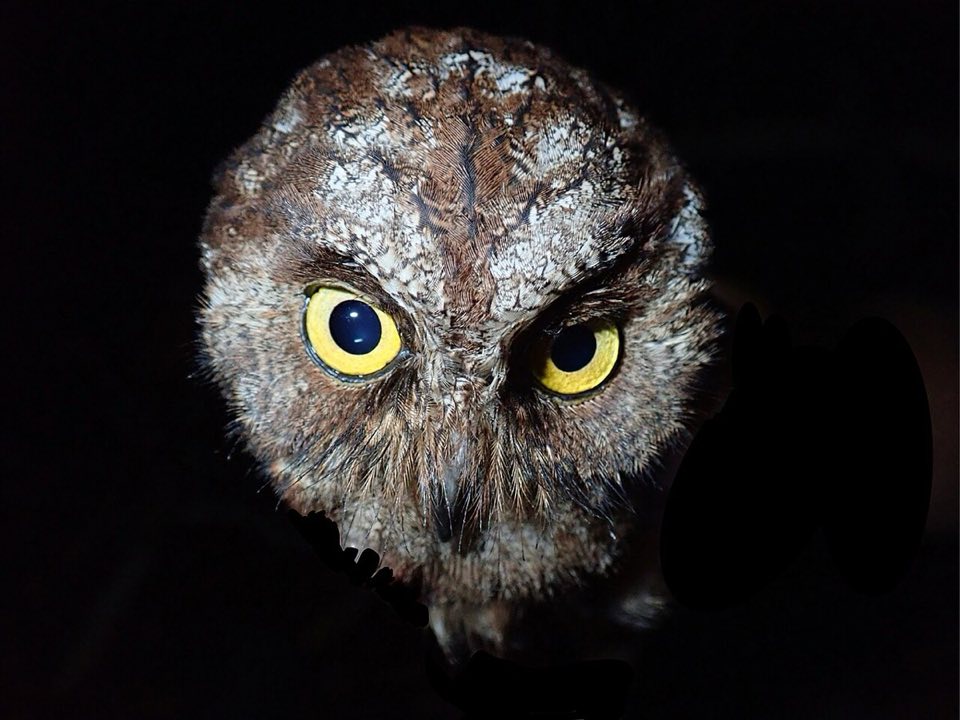 Príncipe scops owl perched at night