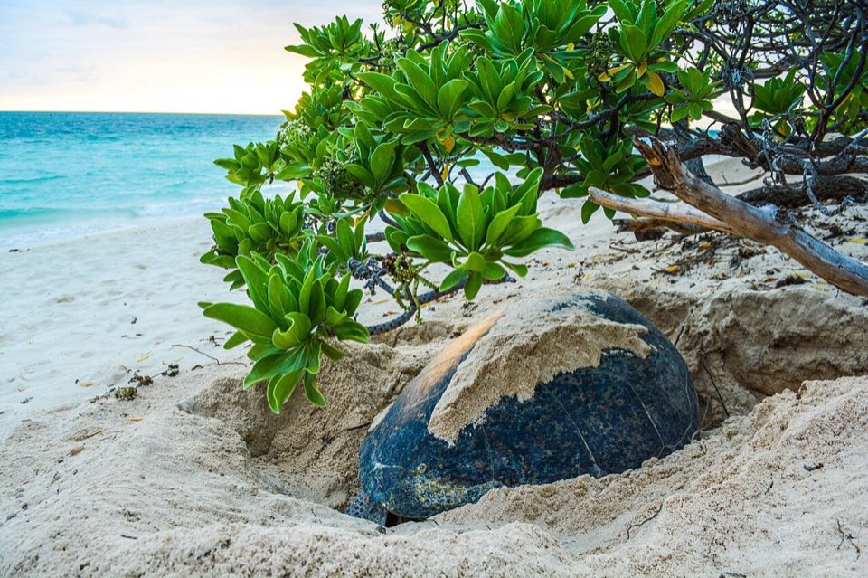 Green turtle on a nesting beach at sunrise