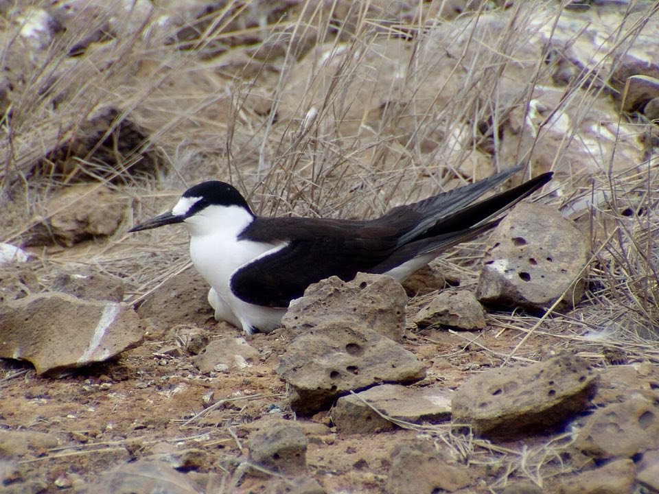 Sooty tern at its Atlantic island colony