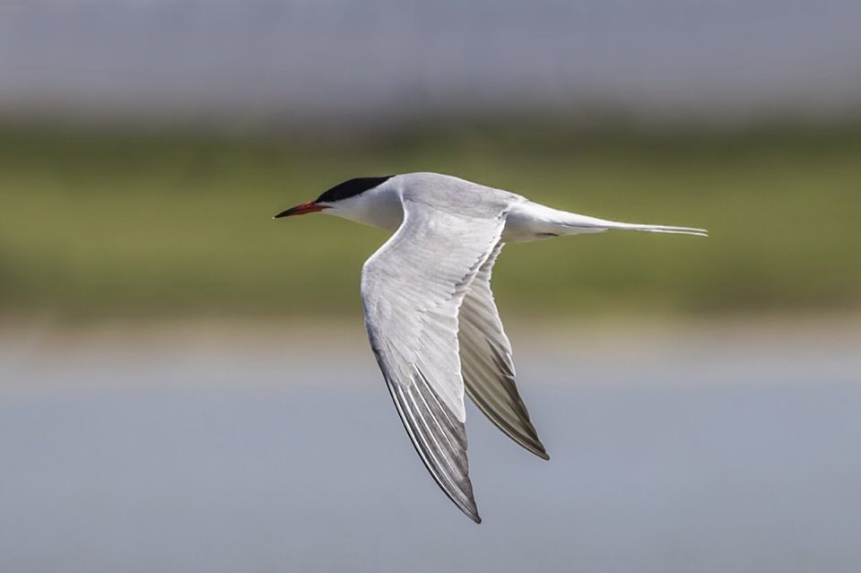Common tern in flight