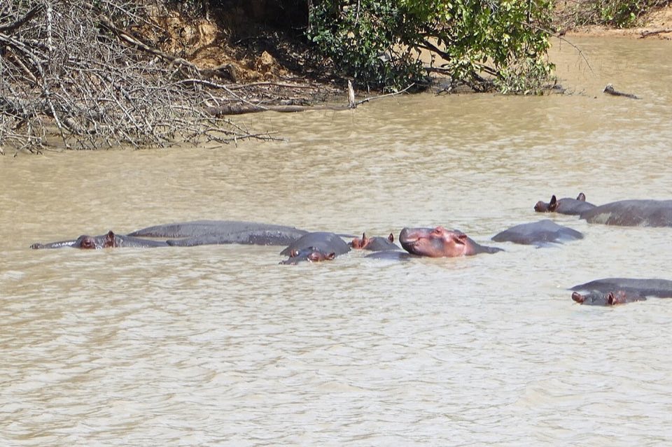 Hippos in a pool in Pendjari National Park