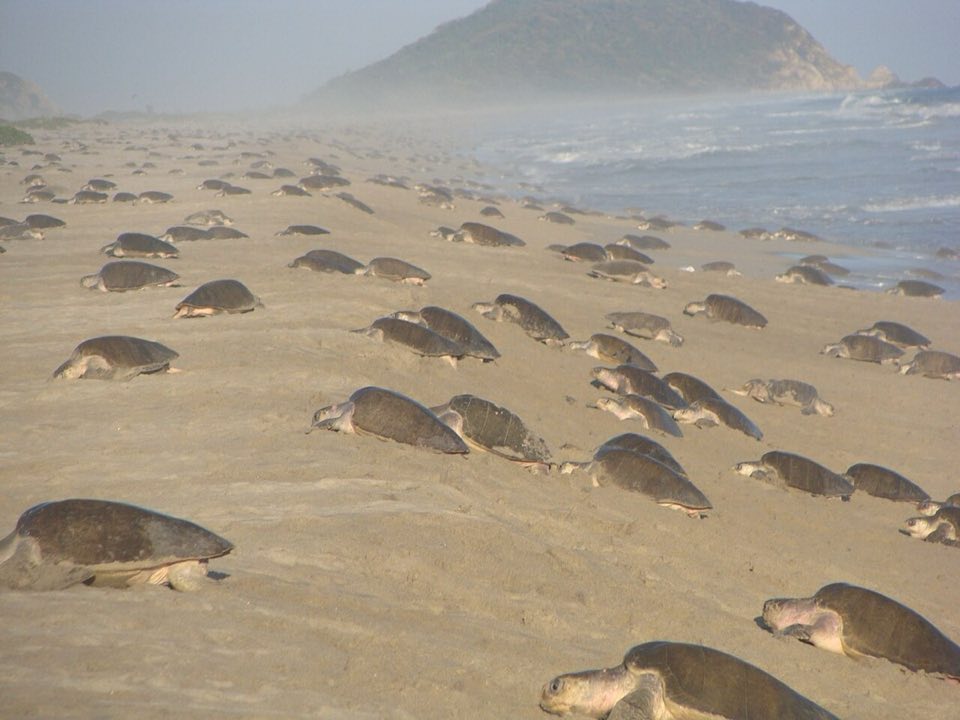 Olive ridley turtles coming ashore to nest
