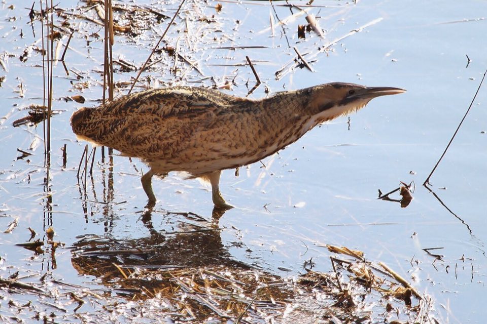 Bittern in the reeds at Minsmere