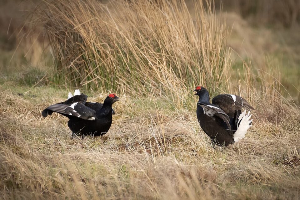 Male black grouse on Langholm Moor in May