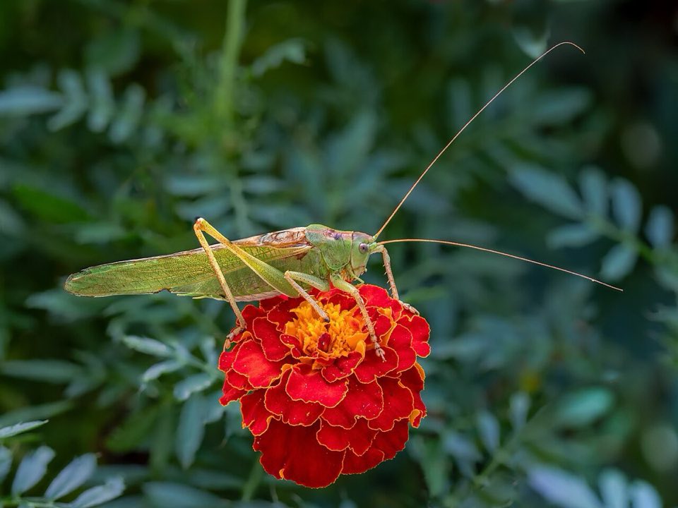 Great green bush-cricket on a flower