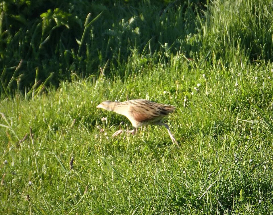 Corncrake in the grass on the Isle of Barra
