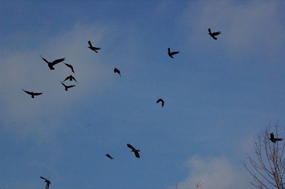 Flock of rooks flying in a winter sky