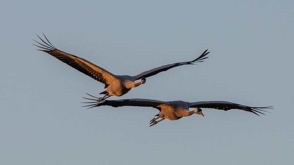 Common crane in flight over Hickling Broad