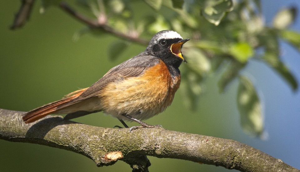 Male common redstart perched
