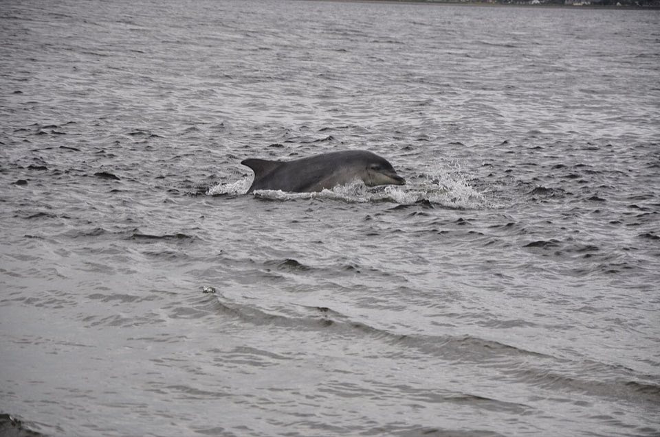 Bottlenose dolphin off Chanonry Point