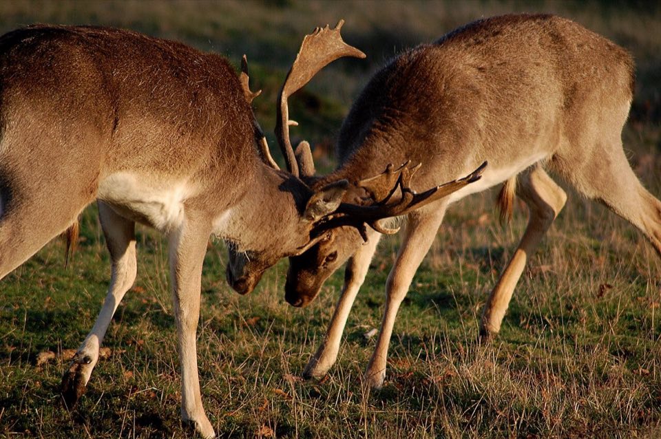 Fallow deer buck during the rut