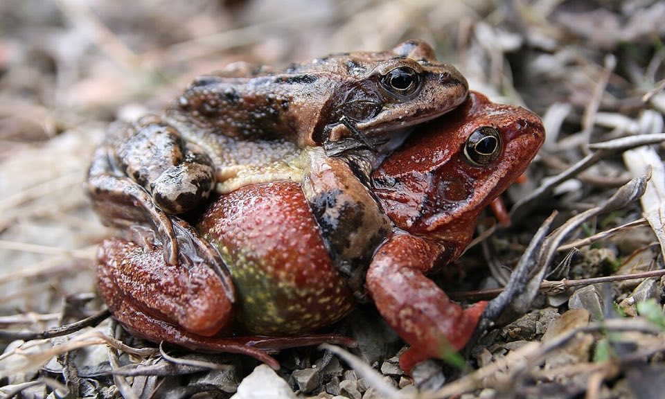 Pair of common frogs in amplexus at spawning time