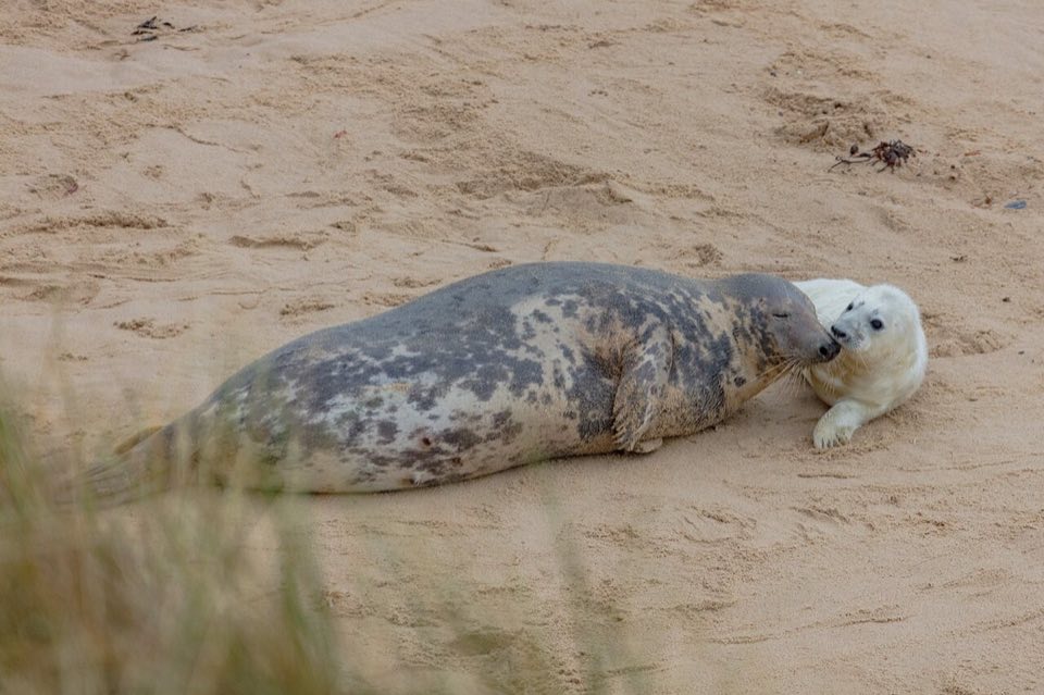 Grey seal pup on the beach at Horsey, Norfolk