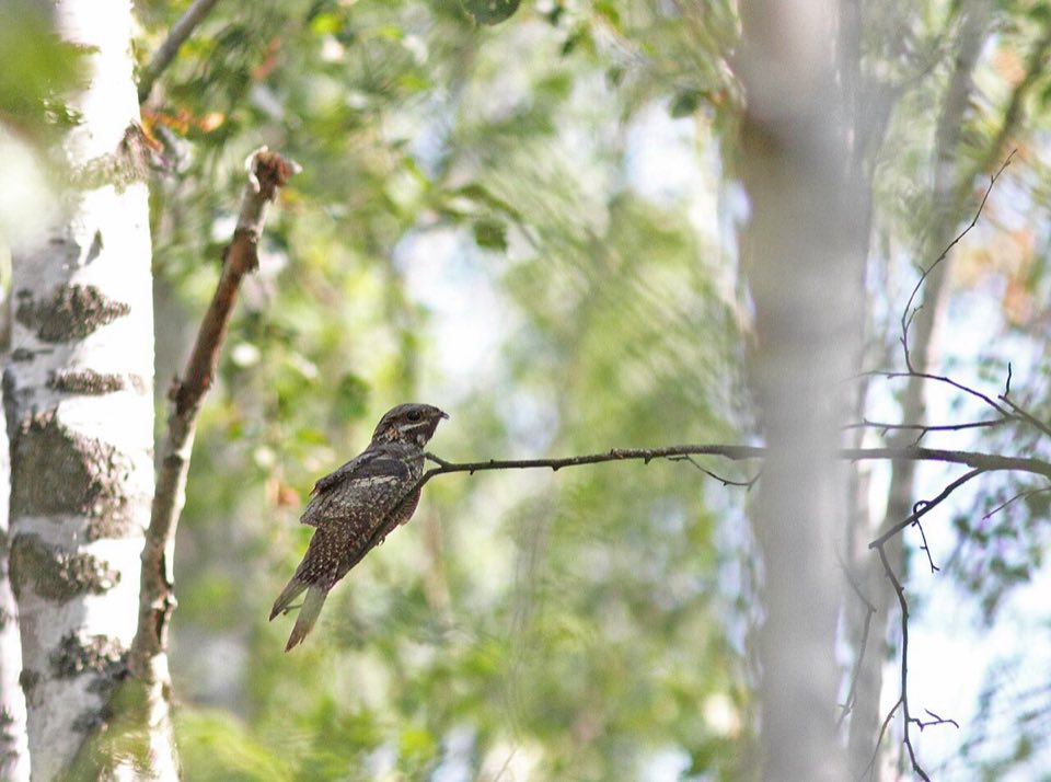 European nightjar camouflaged on a branch