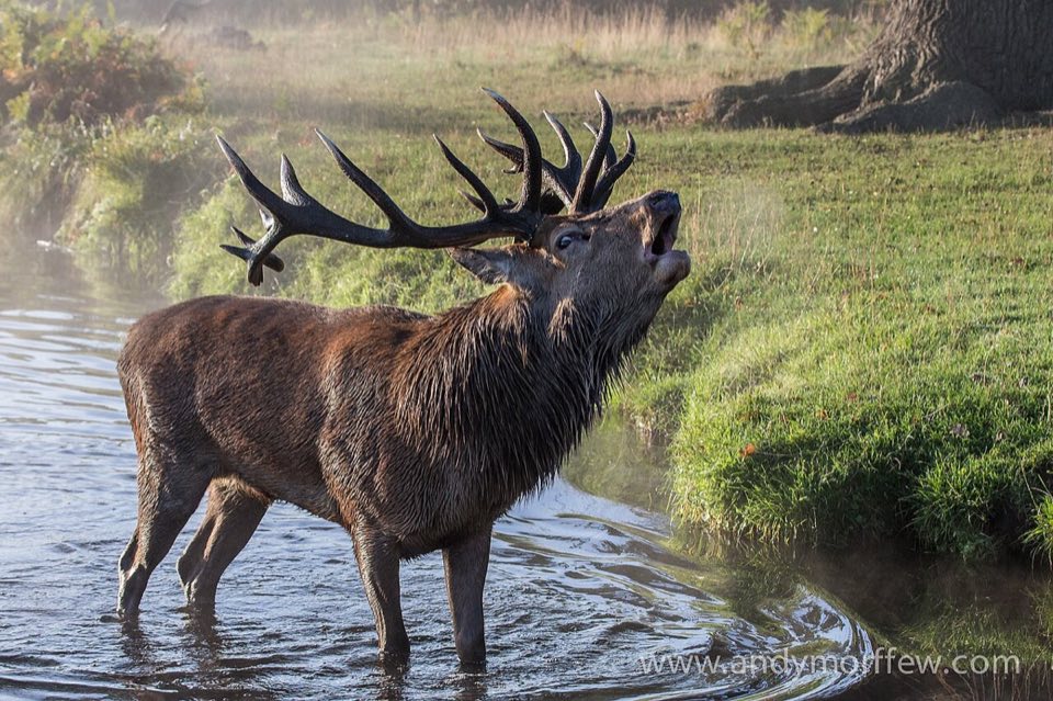 Red deer stag roaring in the water at dawn