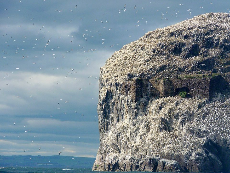 Northern gannets flying over the Bass Rock colony