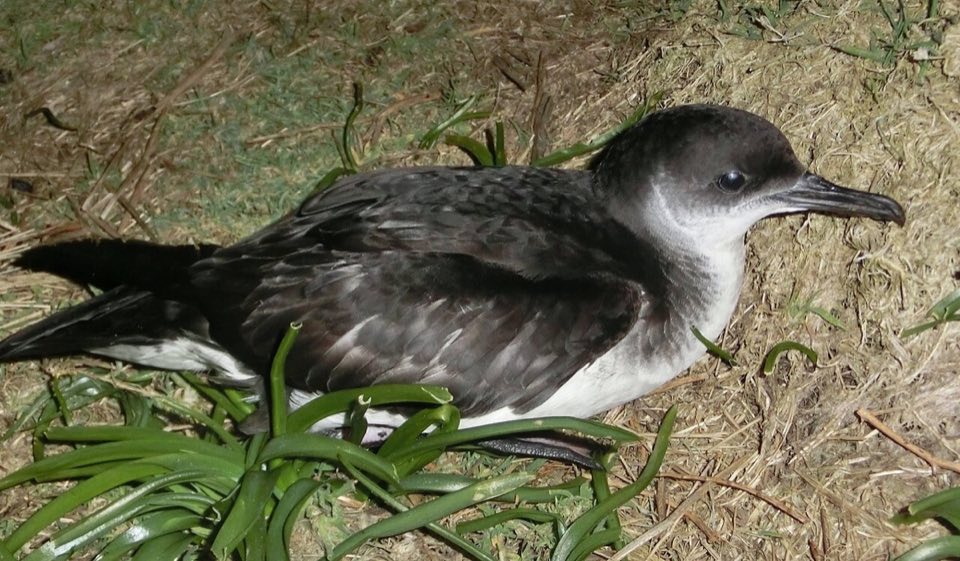Manx shearwater on Skomer Island