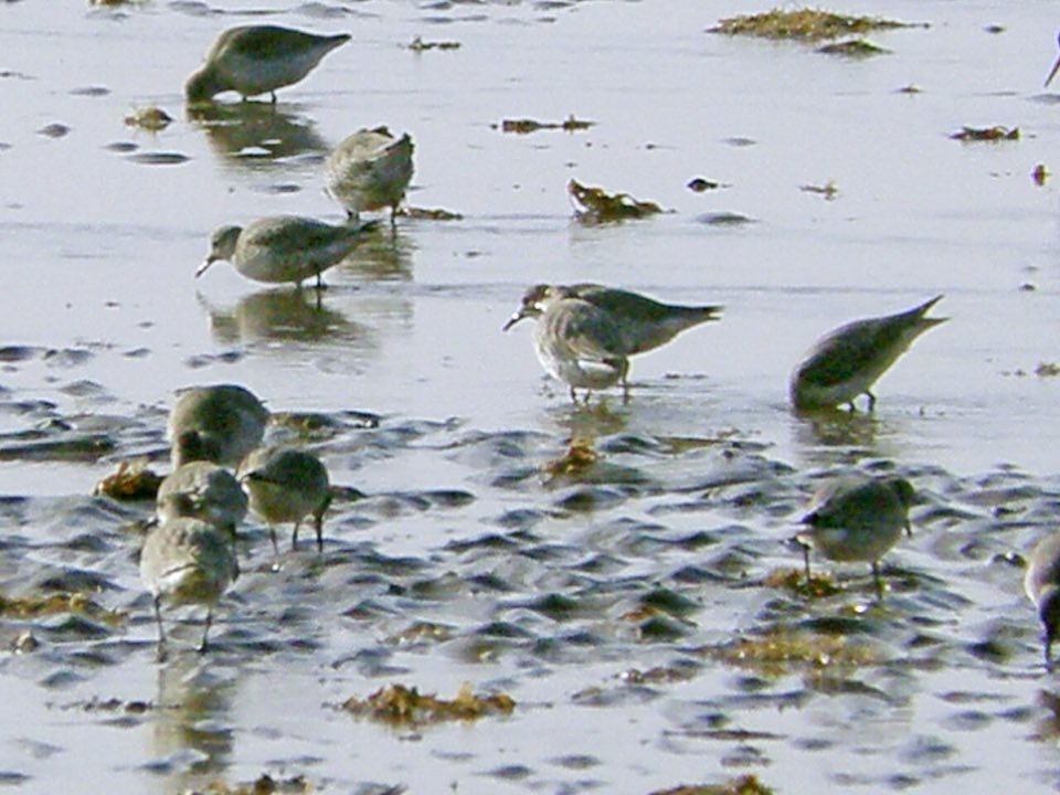 Red knots packed together on Snettisham beach