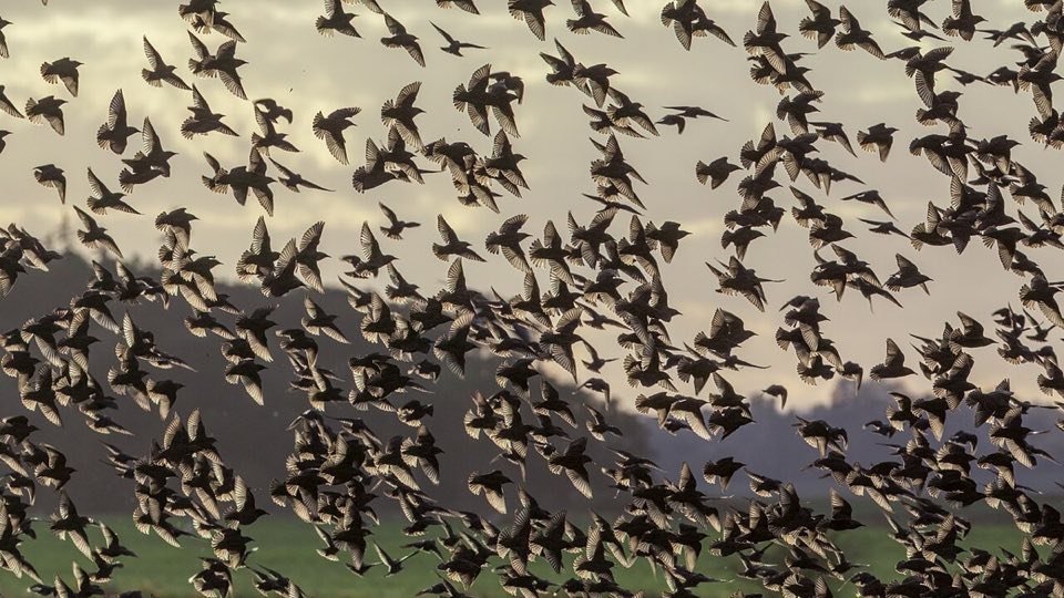 Large flock of starlings gathering at dusk