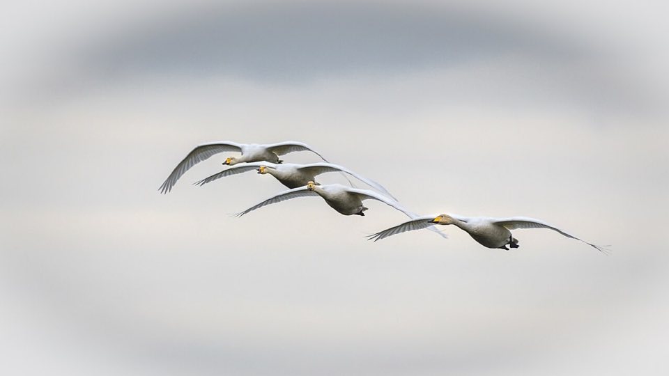 Whooper swans flying over Caerlaverock