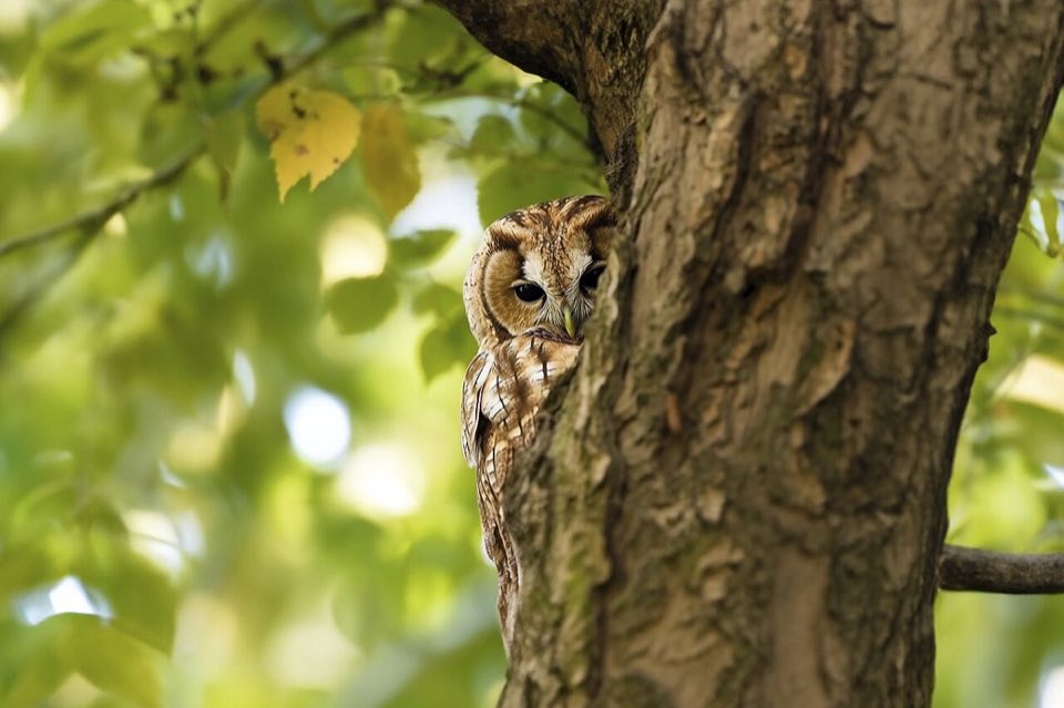 Tawny owl in woodland