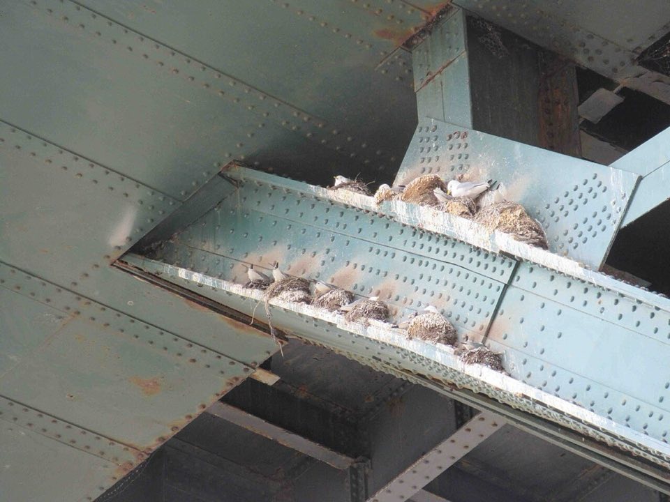 Kittiwakes nesting on the Tyne Bridge, Newcastle