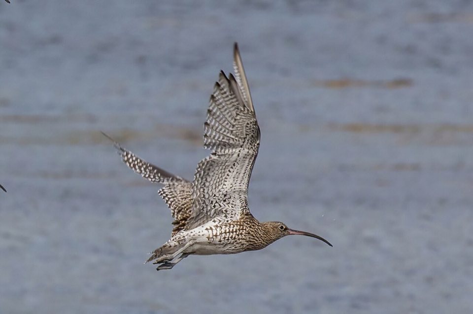 Curlew in flight